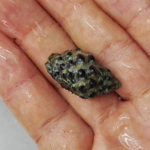 Улитка, питающаяся водорослями, башенная улитка, текстурированная улитка, песчаная улитка, декоративная морская рыба, аквариум, улитка-бычок, экспресс-улитка для удаления водорослей