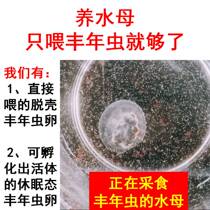 Hatch-free shelling Plentiful shrimp eggs Fish food Plentiful insect eggs can hatch live plentiful shrimp larvae open fish feed