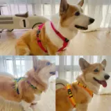 Япония Hakusan Zero Harness Zero Harness Zero Laure Laving Y -обработка грудной клетки и спины с помощью собак и собаки