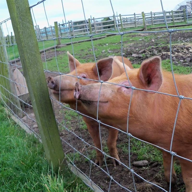 Hot-Dip Galvanized Steel Wire Mesh Cattle Fence, Sheep, Cattle, Horse, Wild Boar Enclosure, Orchard Enclosure, Mountain Enclosure, Fish Pond Anti-Rust Guardrail