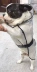 Pet quần áo poncho nhỏ vừa chó cưng quần áo mỏng không thấm nước giải phóng mặt bằng phù hợp với áo mưa chó - Quần áo & phụ kiện thú cưng áo lân cho mèo Quần áo & phụ kiện thú cưng