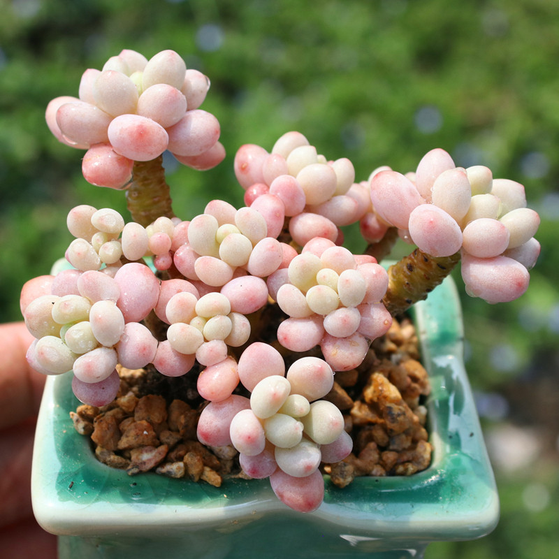 Дафна Рококо маленькие суккуленты mini cute симпатичная многоголовая группа old pile мясистые желейные макароны Изображение 1