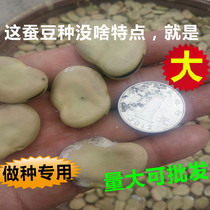 Large broad bean seed high yield broad bean seed Japanese big white skin Osaka bean Lingxi one inch large bean seed 500g