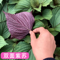 Perilla seeds seed two-color large leaf balcony potted vegetables Four Seasons spices farmhouse vegetable seedlings seed young seedlings