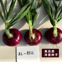 High yield of onion seeds purple skin red yellow skin seeds green onions early maturity four seasons spring and autumn vegetables seedlings