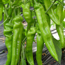 Spicy Emperor No. 1 pepper seeds pepper seedlings early maturity high yield super spicy high Chili seedlings vegetable seedlings seeds seedlings