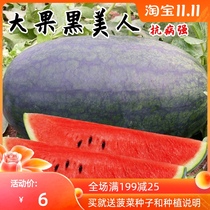 Big fruit black beauty watermelon seeds watermelon seedlings early maturity high yield disease resistance watermelon high sugar degree