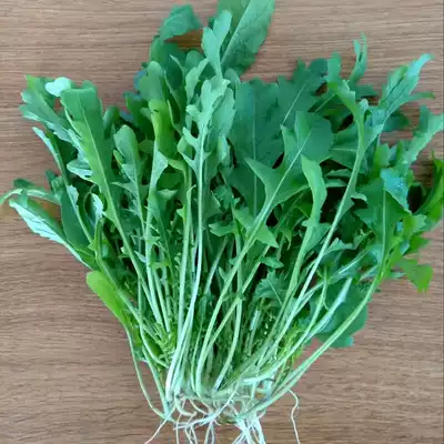 Arugula seeds sesame fragrance small green vegetables rocket vegetables balcony garden Four Seasons Pot Farm planting vegetable seeds