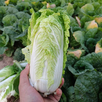 Jinfu Jade F1 baby vegetable seeds Golden Shell spring and autumn baby cabbage spring and autumn dew asparagus protection land High Yield