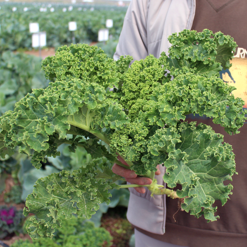 Kale seeds seedling seedlings Flower vegetable seedlings Four seasons balcony planting potted plants viewing autumn and winter green red