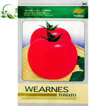 Boutique Venice tomato seeds seeds Four Seasons high-yield pink fruit tomatoes disease resistance high quality