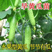 Dry cucumber autumn old cucumber seed seedlings early maturing and high yield four seasons balcony potted farm vegetable seed seeds