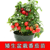 Dwarf small tomato seed seedling red and yellow cherry tomato Cherry Tomato Cherry Tomato Cherry Fruit Farm vegetable seed balcony pot