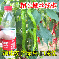 Super long screw line Pepper seeds Pepper seeds Vegetables larvae North and south special spicy special large thin skin four-season seedlings seedlings