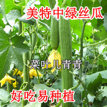 Dutch Mete green loofah seeds Saijiali loofah vegetable seeds balcony Four Seasons potted vegetable seedlings seed
