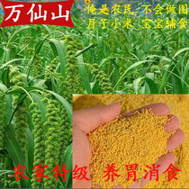 Taihang Mountain Deep Mountain New Xiaomi Organic Good Rice Farmers Self-produced Traditional Processing of 5 Jin