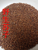 Wild perilla seed Suzi deep mountain produced without any added Farm self-collected 2