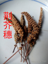 Nepeta wort wattle mustard ear Nepeta fragrant net wattle single 250g 2 servings