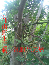 Taihang Fresh Wild Soap Sprinting Soap Tingtin Corner Sprinting a powder farmhouse Self-picking Deep Mountain 2 copies