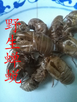 The wild cicadas have been known to have a cicadas and to know the deep mountain self-picking. 
