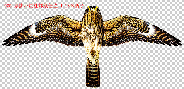 Quiet Wind Eagle Pictorial Eagle Picture 1 2 m Harrier Number 025