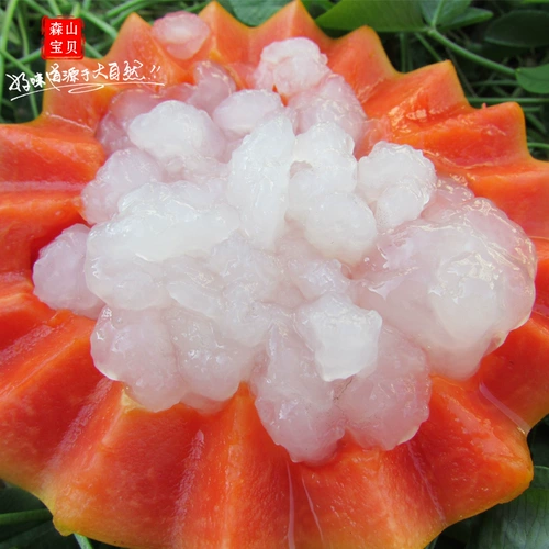 Подлинный снежный клад с заснеженной кладкой Кламе Клам Клада Клада Клатидия Северо -восточный снежный снежный моллюско