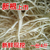 Hubei Houttuynia cordata hometown now dig fresh houttuynia root fold ear root wild knot root A 4-pound package