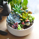 Finished soilless succulent combination potted teacher's day gift office plant succulent plant