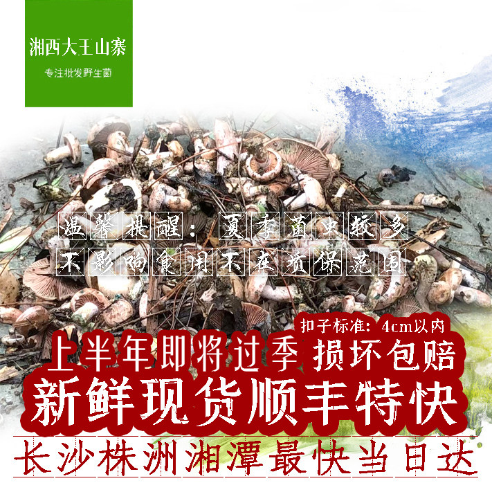 湖南野生菌王来了!黄枞树菌+寒菌+雁来蕈500g,这波不买真的亏爆了💥-新鲜松茸-淘宝百科网