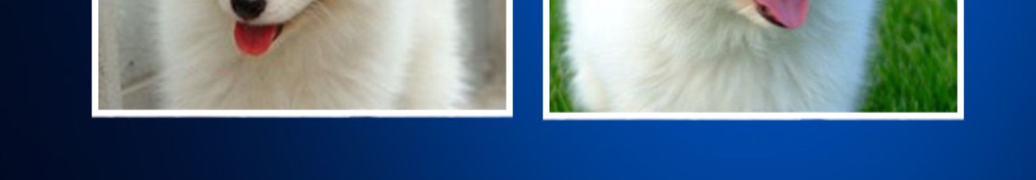 Dog tắm sương 迪 金 金 熊 熊 Samoyed khử trùng đặc biệt dầu gội tắm cho mèo - Cat / Dog Beauty & Cleaning Supplies 	lược chải lông cho mèo	