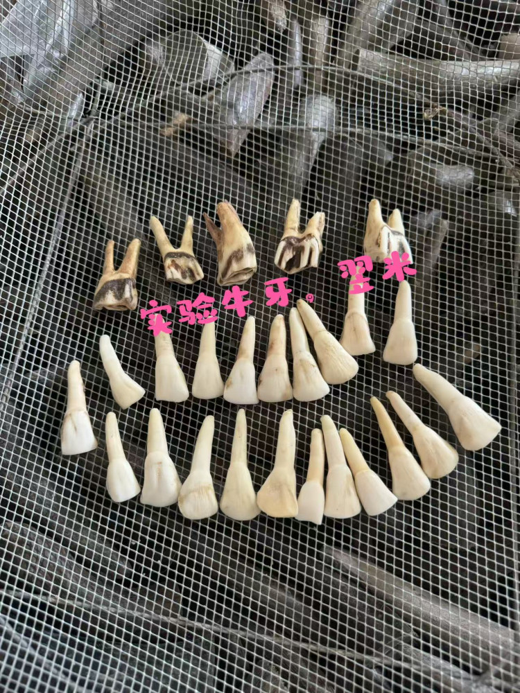 天然黑水牛牙齒原料牛門牙黃牛牙後槽牙牛乳牙項鏈牙雕實驗原材料