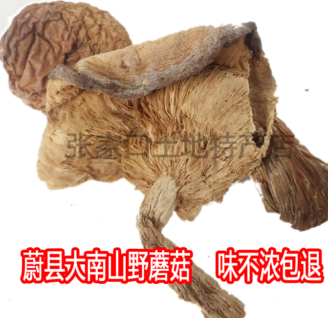 Hebei Zhangjiakou specialty, Yuxian County, Dannan Mountain mushroom has no silt flavor and half a catty