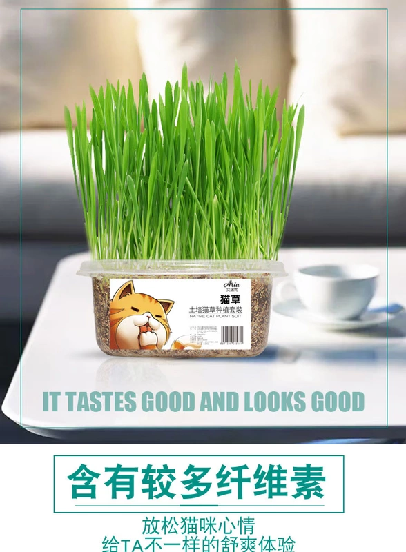 Thức ăn vặt cho mèo mèo cỏ giúp tiêu hóa ruột bóng lông mèo cỏ hạt giống bộ mèo trồng mèo cỏ cỏ hạt giống - Đồ ăn nhẹ cho mèo