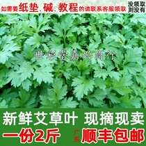 Fresh Wormwood wormwood leaf edible wormwood leaf Wormwood wild vegetable