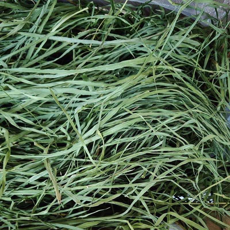 Drying whole leaves in 2022 Nanti Timothy grass 1kg chinchilla rabbit pasture guinea pig hay gross weight 1KG