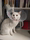 QC pet Elizabeth ошейник для кошек и собак с защитой от царапин и укусов, кольцо с винтовой пряжкой, кружевная застежка с круглым краем, защелкивающаяся пряжка mini 4