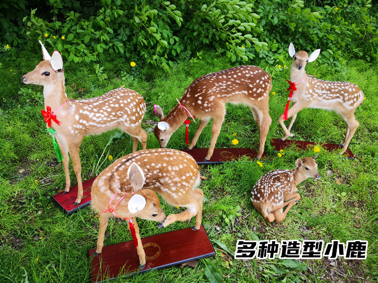 Standing Specimen of a Deer Fawn, Whole Deer Skin with Foam Filling, Sika Deer Specimen, 65-70 cm Tall Deer Doll