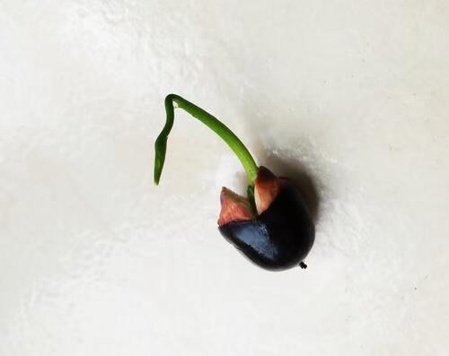 Lotus Seed 2.jpg