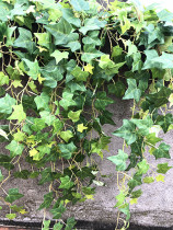 Simulation wall-mounted Ivy fake rattan project props arrangement hanging vine decoration climbing vine winding vine plants