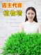 Plastic Simulated Green Plants, Lawn Plants, Wall Plants, Artificial Fake Plants, Indoor and Outdoor Lawn Fences, Balcony Decoration