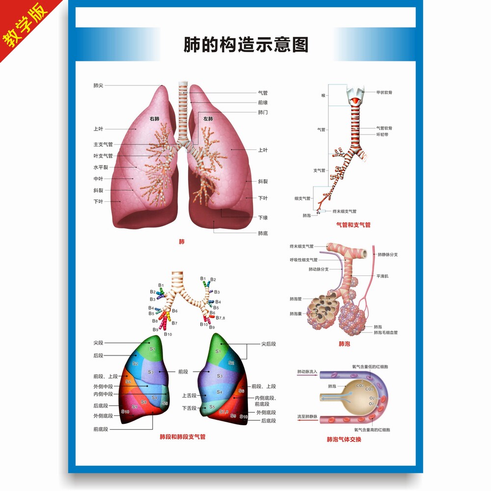 防水防晒背胶海报 横版肺的构造图 32寸医学用肺解剖图教学挂图