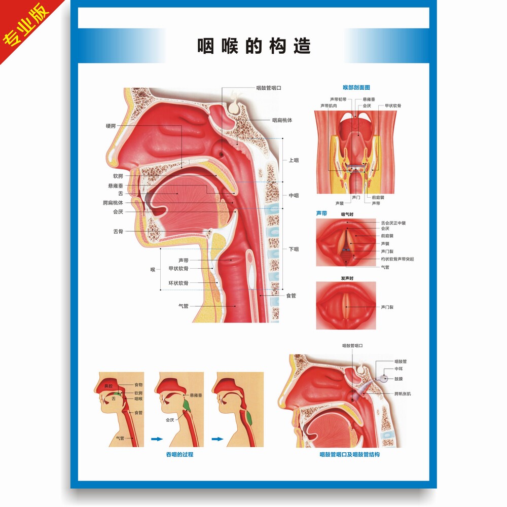 咽喉构造图解海报 医院喉科挂图 咽喉结构图解海报 40寸咽喉构造图 咽喉解剖图印制