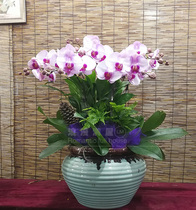 Hangzhou Phalaenopsis Opens Potted Plants with Buds