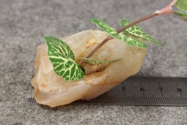 Gobi agate calamus attached stone (item #22) Alxa Gobi agate flower silver root flower eye tendon