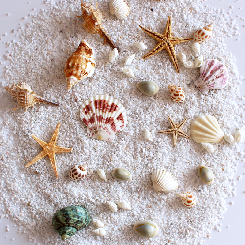 Natural SeaStar Shells Suit Pins Wind Photo Props Marine Cosmetics Pendulum for Taobao Photo Filming Props
