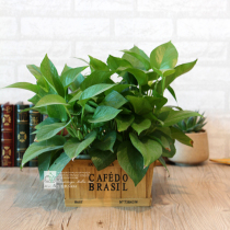 Wood flowerpots solid wood retro made of old wood Box floriers Multi-meat plant Green Roof Desktop Potted box Miscellaneous Boxes