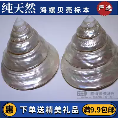 Natural big conch shell luminous horseshoe snail fluorescent luminous Tower snail home furnishings aquarium decoration