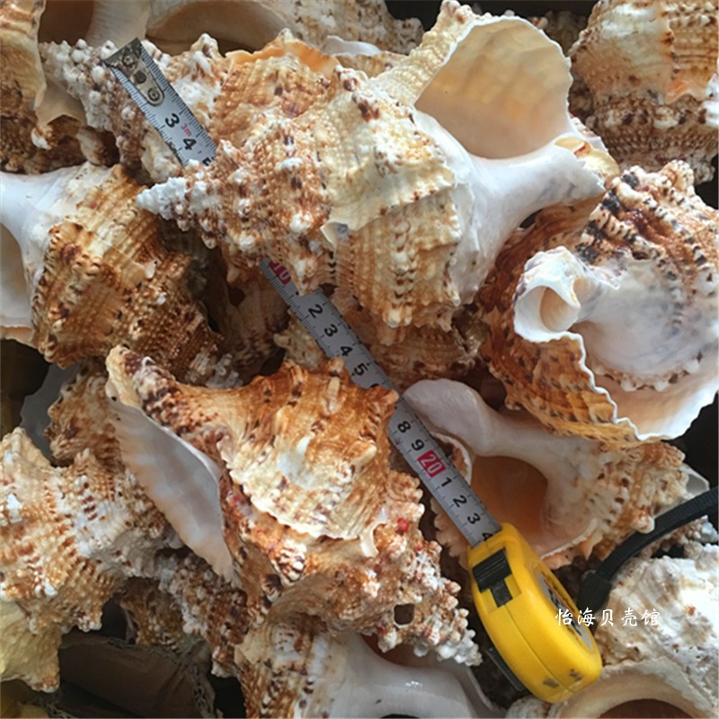 Natural conch shell specimens, defective products, broken holes, etc. are suitable for special treatment of fish tank aquarium