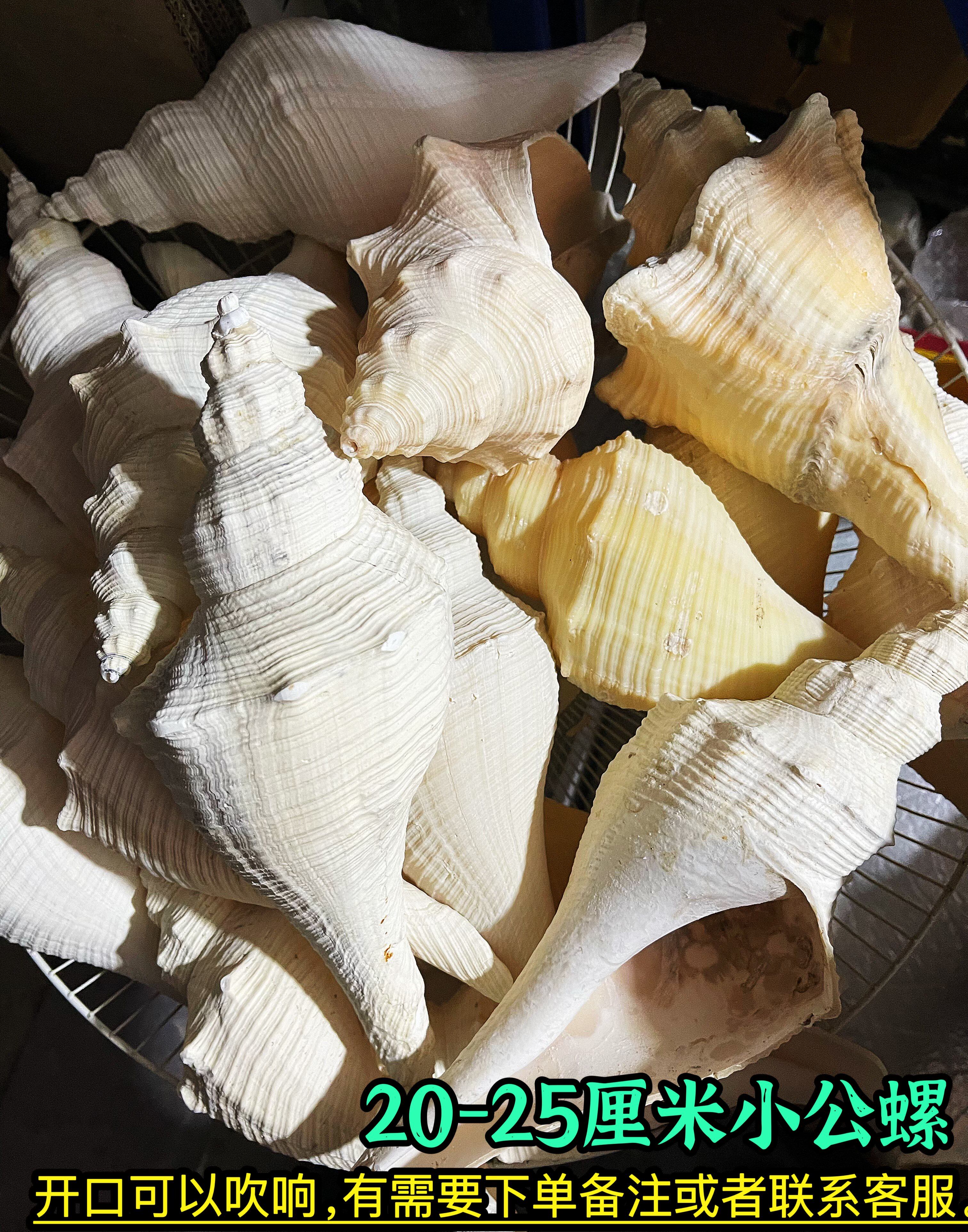 天然海螺貝殼長香螺老角螺響螺公螺密宗法器法事道士號角螺號包郵-淘寶
