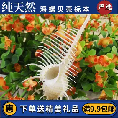 Venus bone snail bone snail snail snail natural shell conch coral sea star wedding platform Fish Tank Aquarium